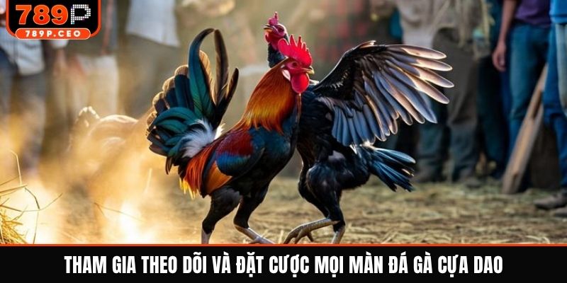 Tham gia theo dõi và đặt cược mọi màn đá gà cựa dao