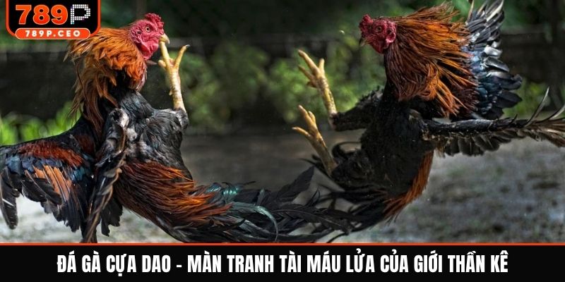 Đá gà cựa dao