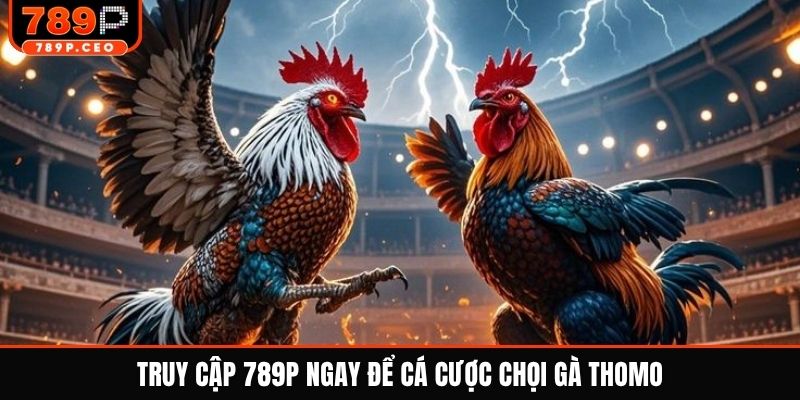 Truy cập 789P ngay để cá cược chọi gà Thomo