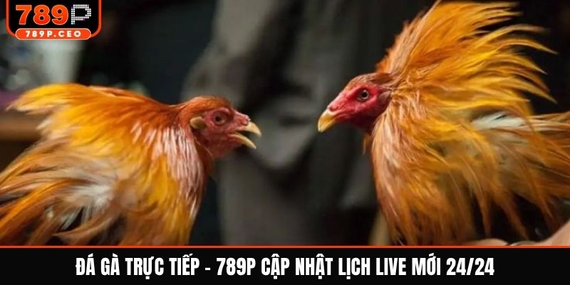Đá gà trực tiếp